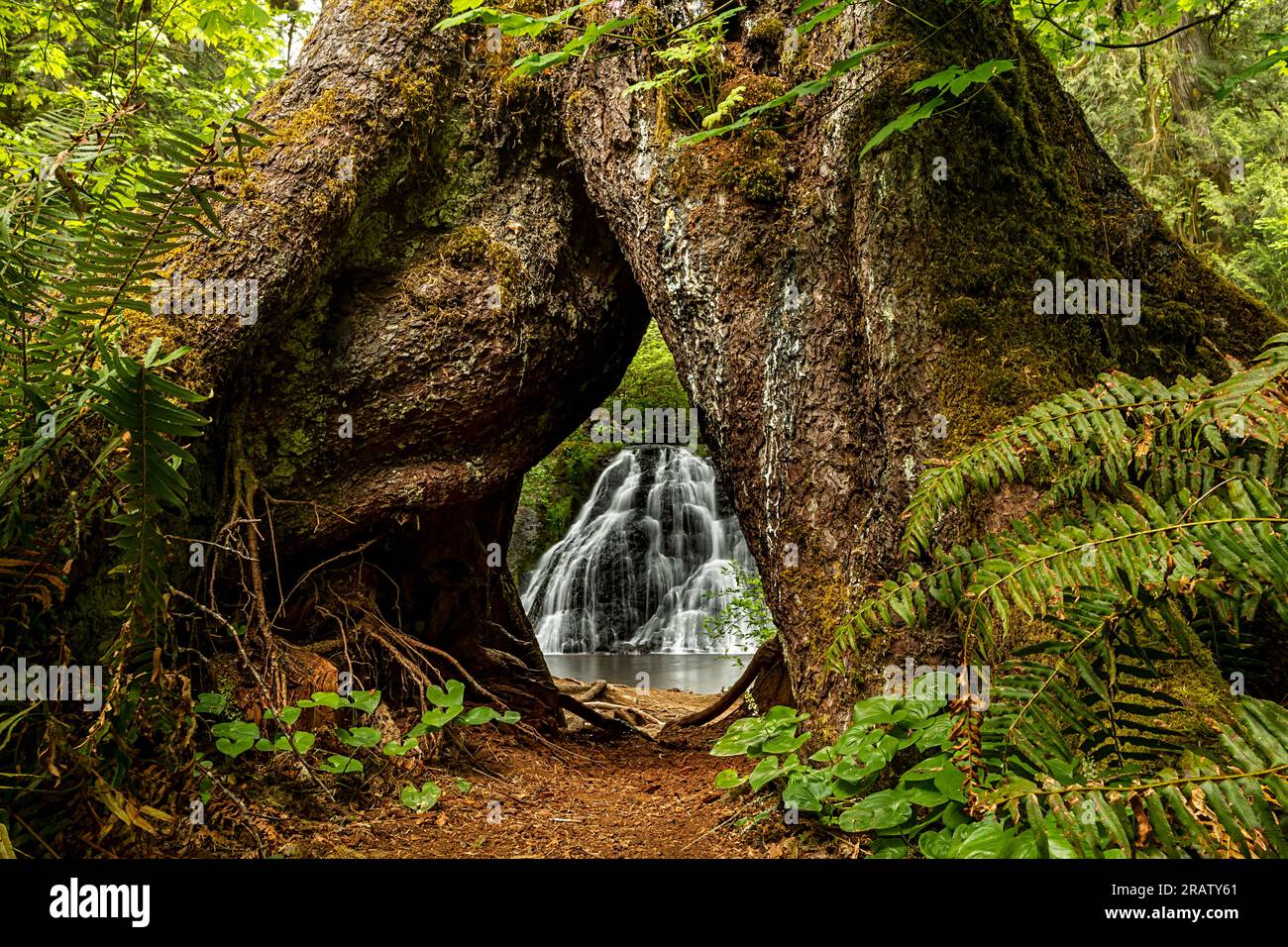 WA23461-00...WASHINGTON - Blick auf die Cherry Creek Falls durch zwei moosbedeckte Bäume im Marchworth State Forest. Stockfoto