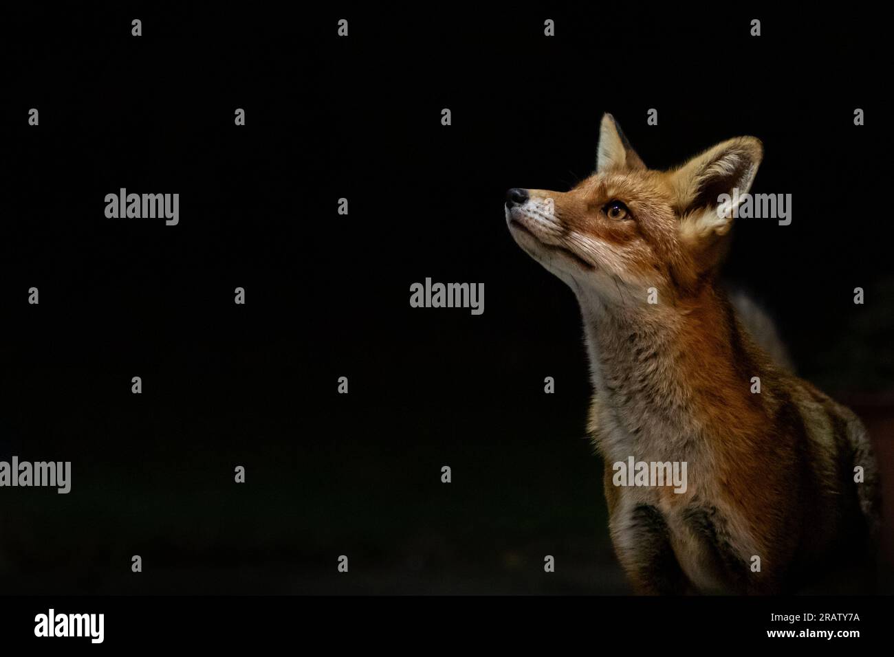 Ein europäischer Fuchs (Vulpes vulpes) bei Nacht mit einem sauberen, dunklen, schwarzen Hintergrund. Stockfoto