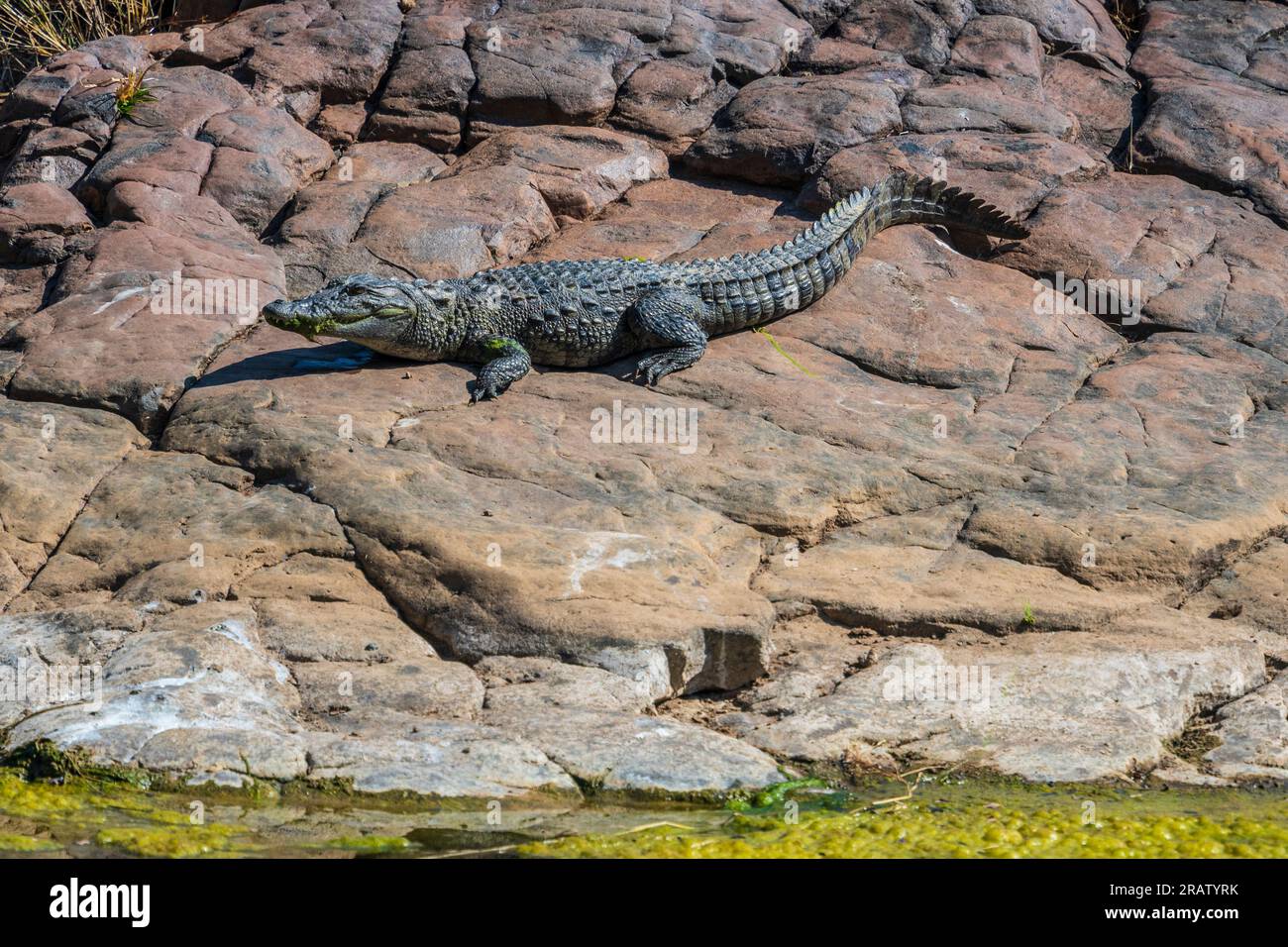 Sumpfkrokodil (auch bekannt als Mugger Crocodile) im Ranthambore-Nationalpark in Indien. Stockfoto