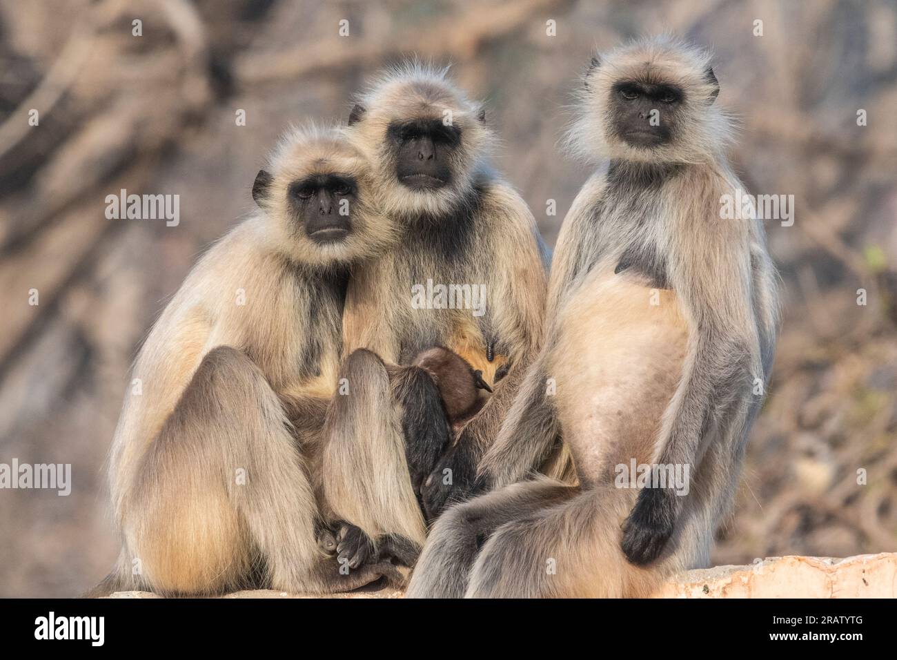 Northern Plains Gray Langur im Ranthambore-Nationalpark in Indien. Stockfoto