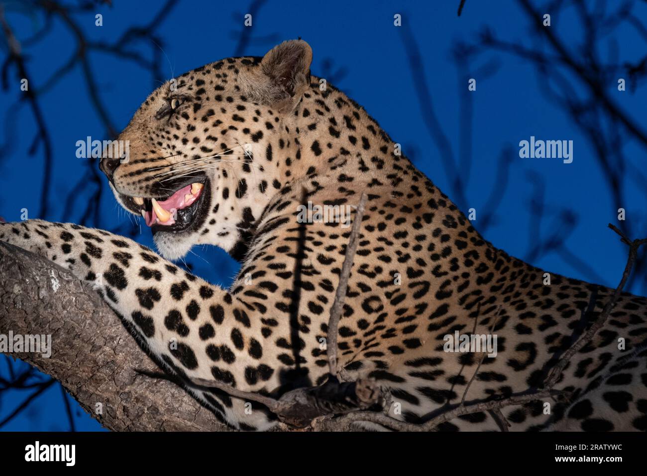 Leopard im MalaMala Wildreservat in Südafrika Stockfoto