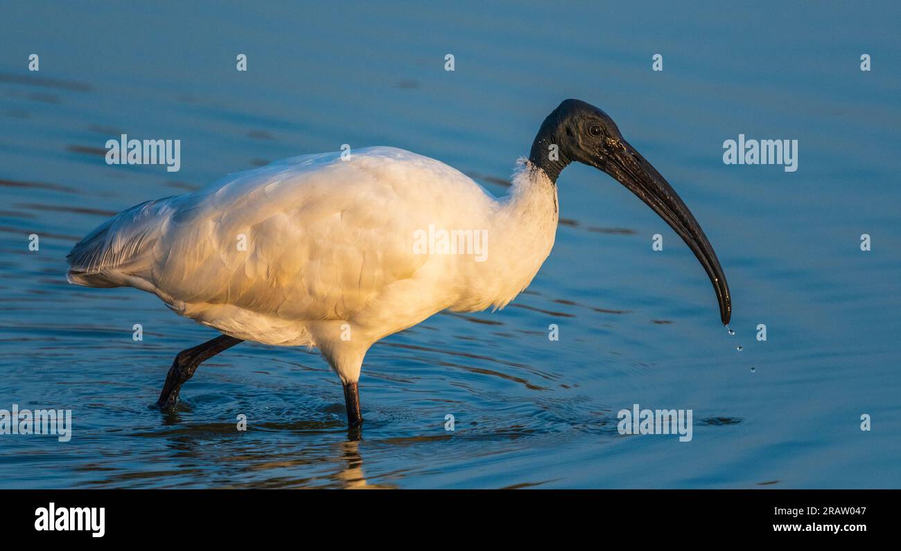 Schwarzköpfiger Ibis im Ranthambore-Nationalpark in Indien Stockfoto