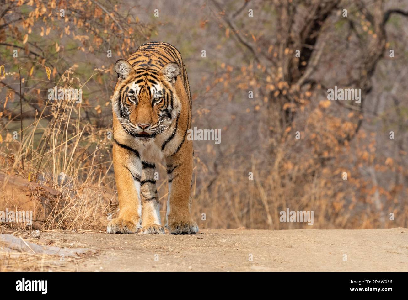 Bengalischer Tiger im Ranthambore-Nationalpark in Indien. Stockfoto