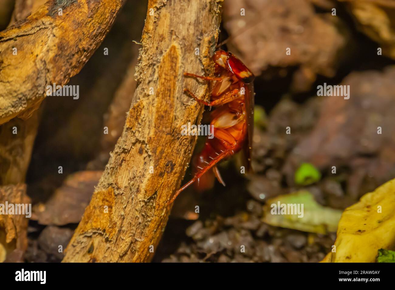 Kakerlaken sind eine paraphyletische Gruppe von Insekten, die zu Blattodea gehören. Kakerlaken sind eine uralte Gruppe. Es sind gewöhnliche und harte Insekten. Übergeordnet Stockfoto