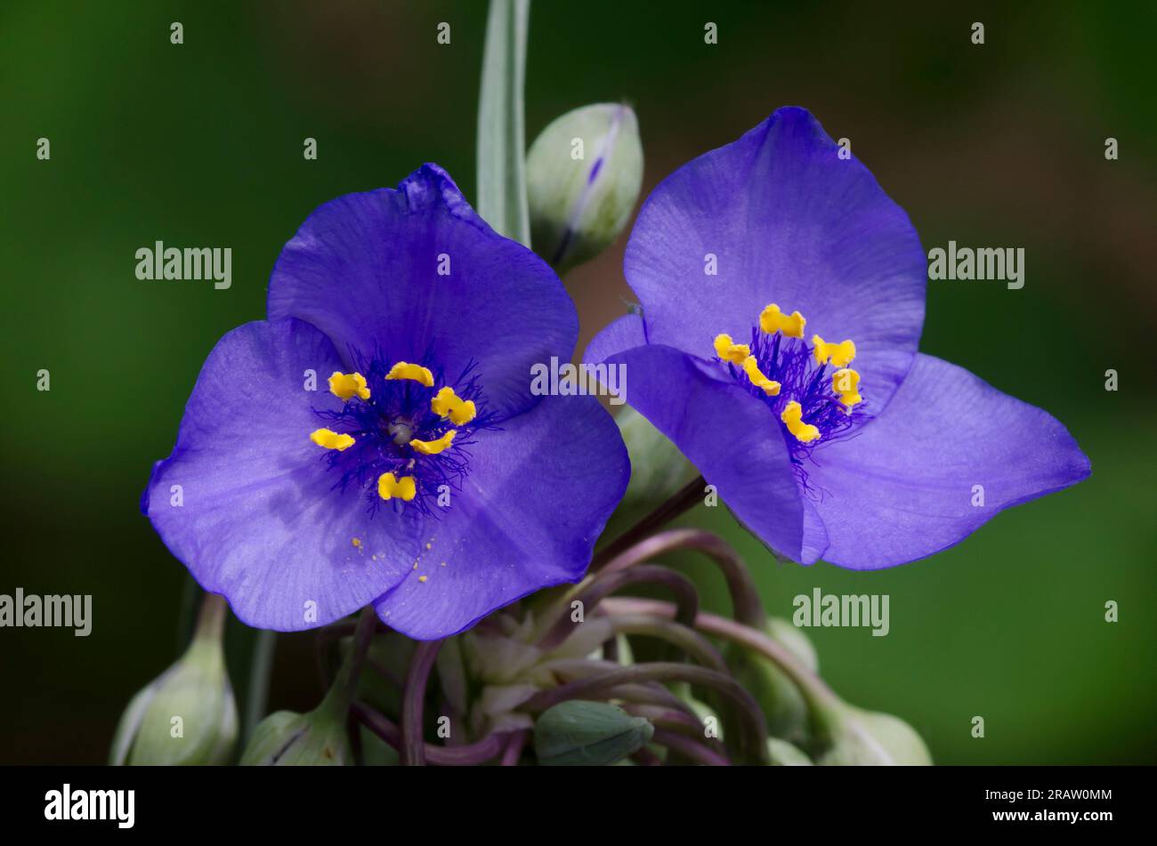 Ohio Spiderwort, Tradescantia ohiensis Stockfoto