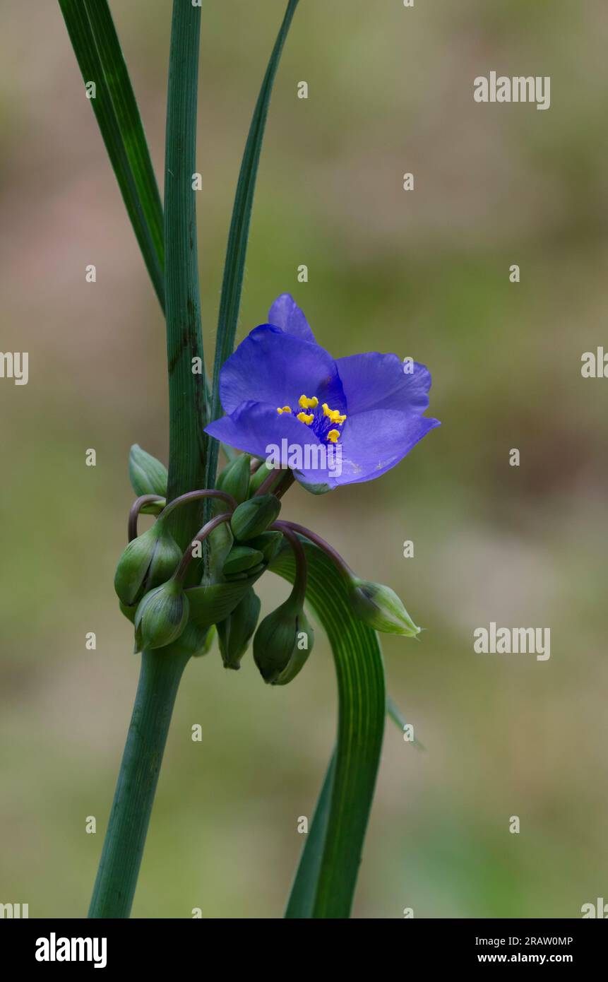 Ohio Spiderwort, Tradescantia ohiensis Stockfoto