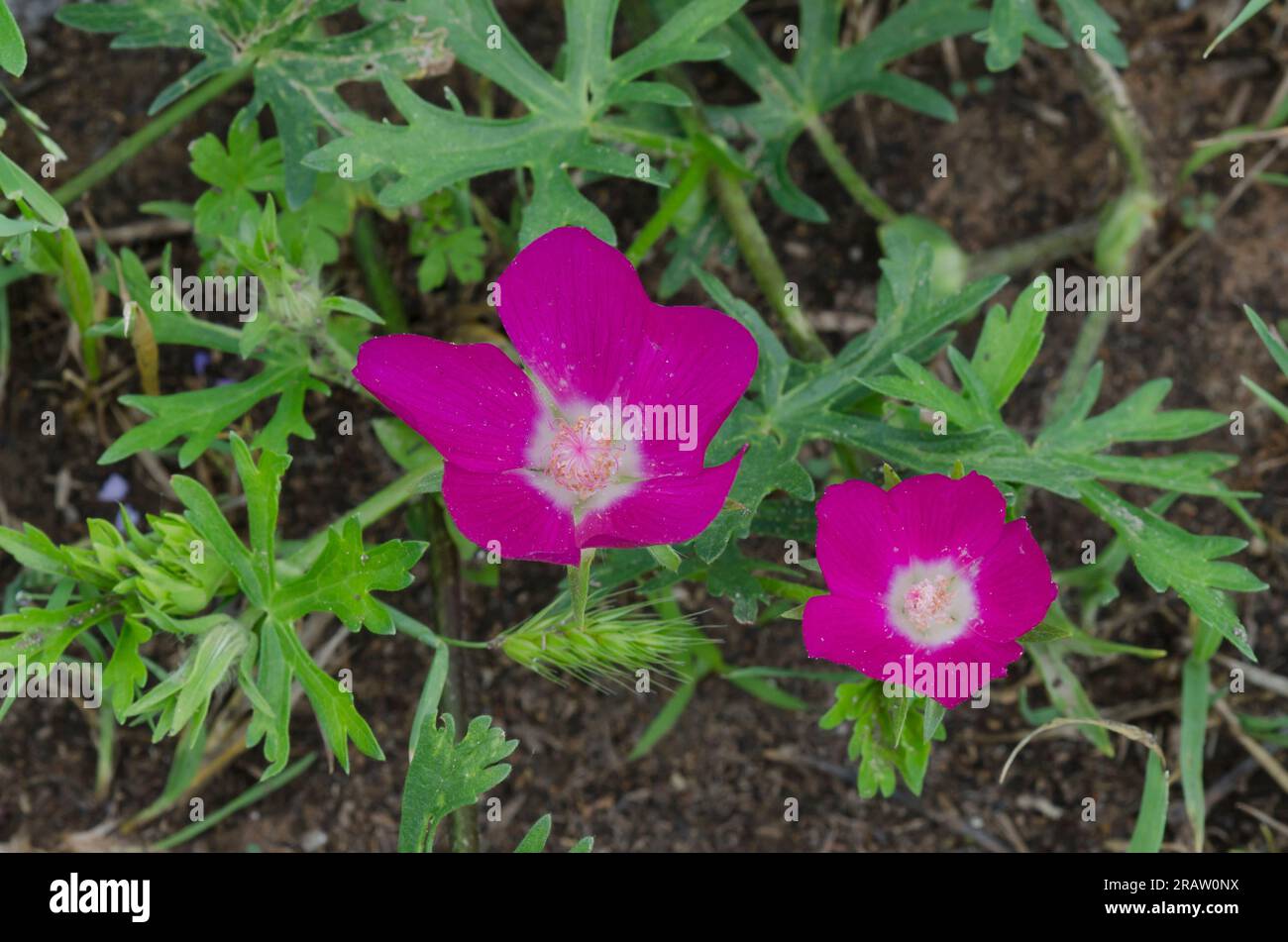 Winecup, Callyrhoe involucrata Stockfoto