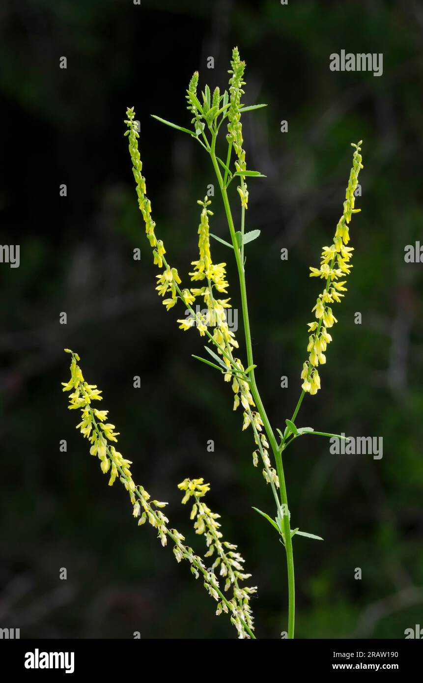 Gelber Kleeblatt, Melilotus officinalis Stockfoto