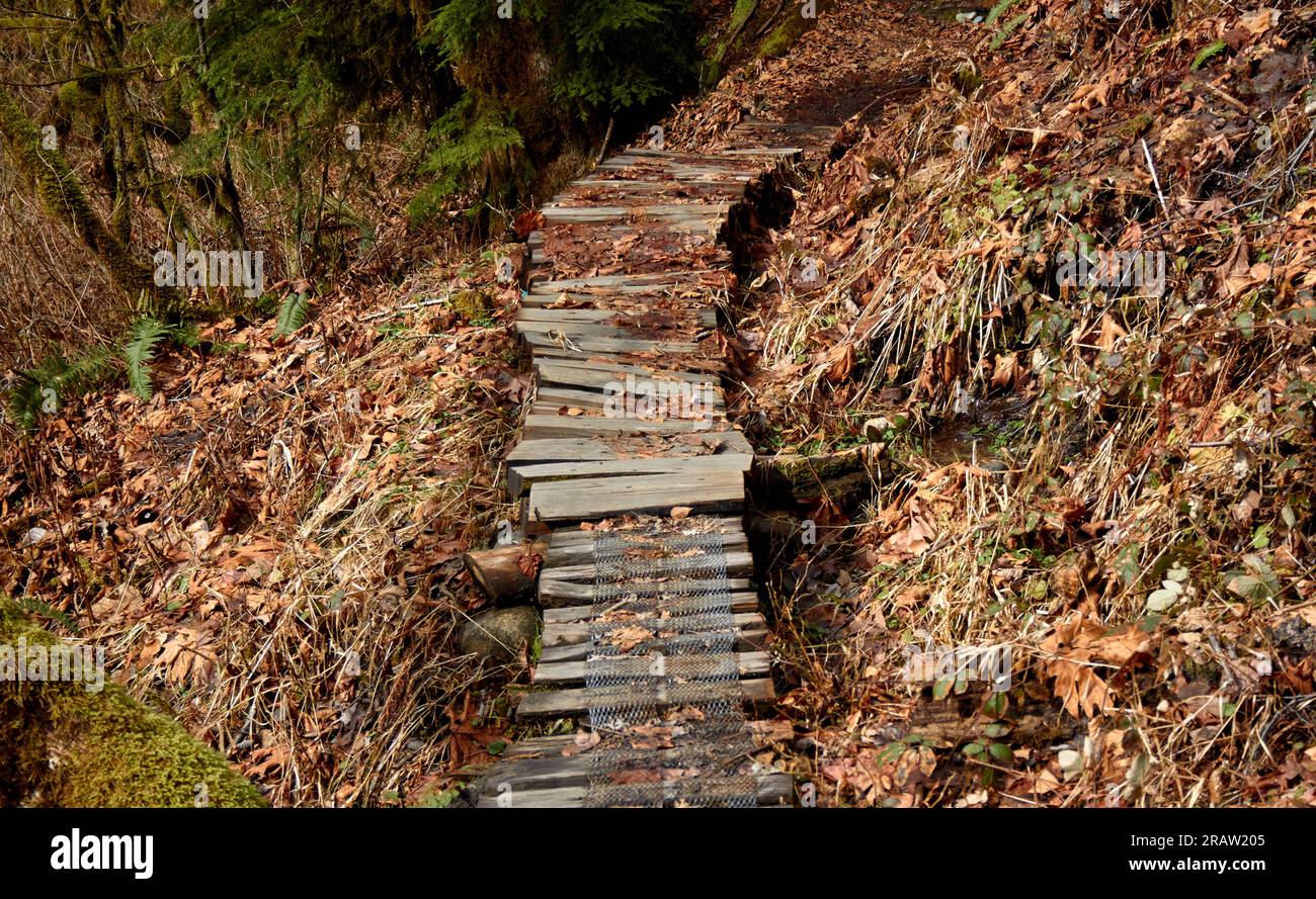 Ein Pfad aus Holz im Wald. Stockfoto