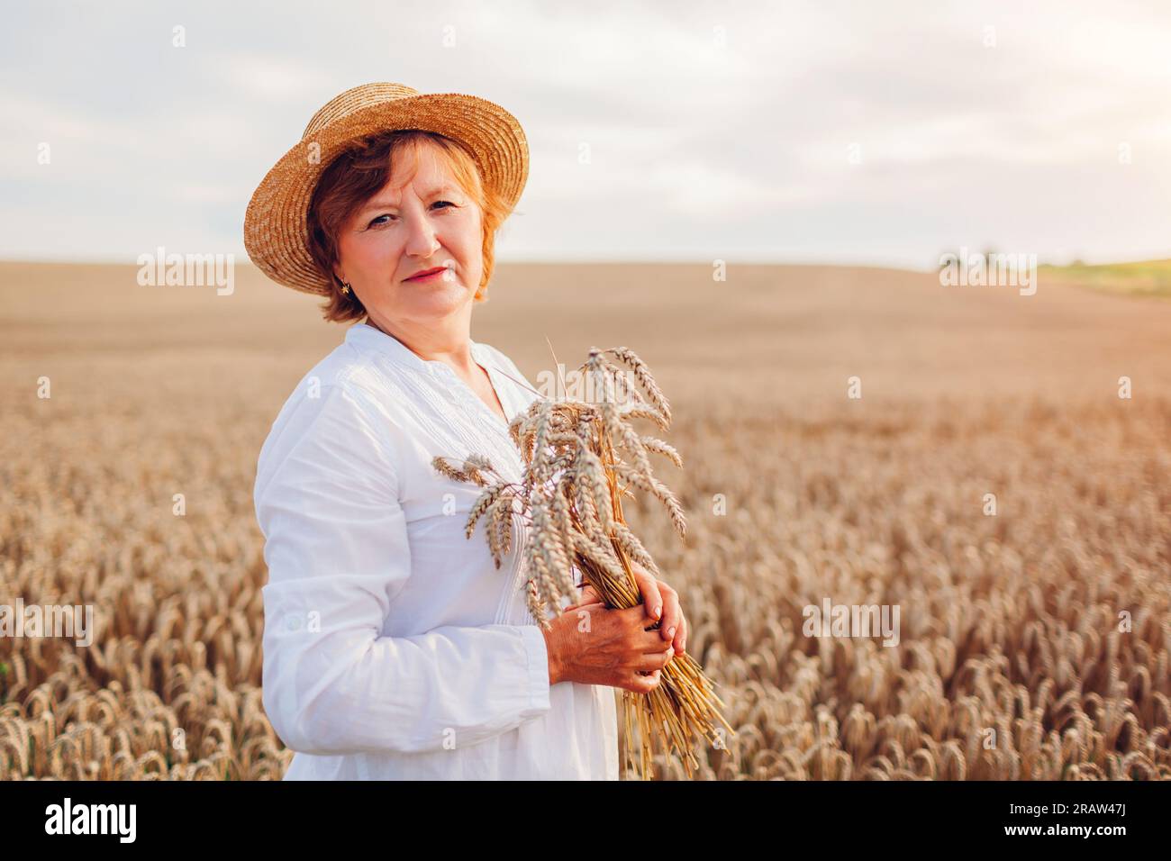 Lächelnde ältere Frau hält Weizenbündel im Sommerfeld bei Sonnenuntergang. Ernte in der Ukraine. Landwirtschaft und Landwirtschaft. Ukrainisches Symbol Stockfoto