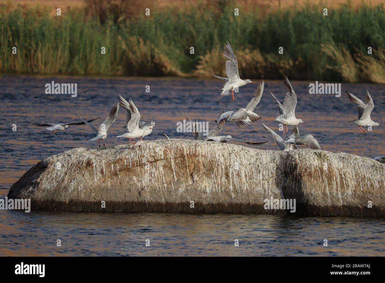 Möwen auf dem Nil in Assuan, Ägypten Stockfoto