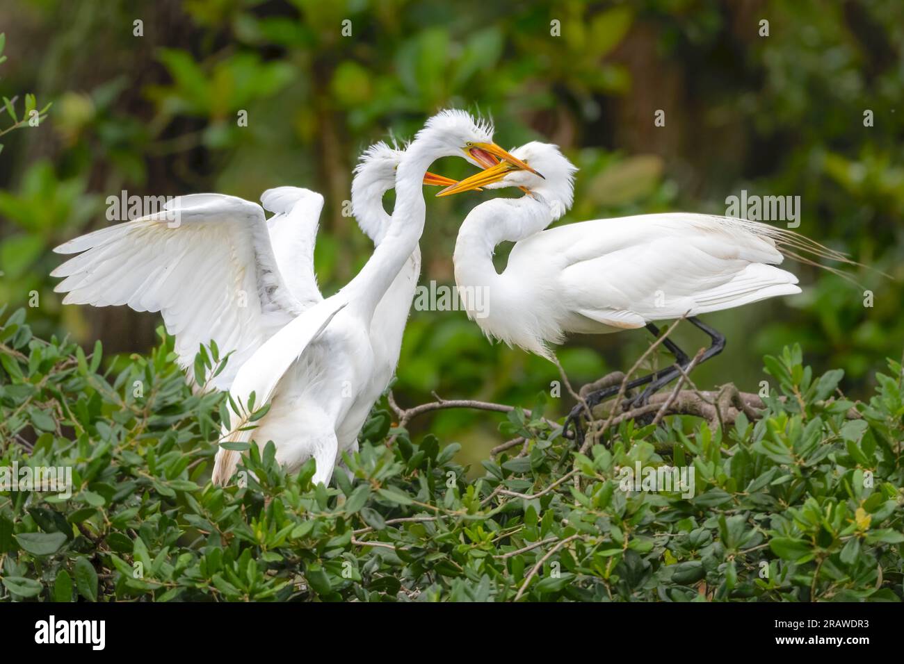 Zwei große Eichhörnchen (Ardea alba), die mit ihren Eltern nisten und gefüttert werden wollen, Spring, Florida, USA, von Dominique Braud/Dembinsky Photo Assoc Stockfoto Zwei große Eichhörnchen (Ardea alba), die mit ihren Eltern nisten und gefüttert werden wollen, Spring, Florida, USA, von Dominique Braud/Dembinsky Photo Assoc Stockfoto