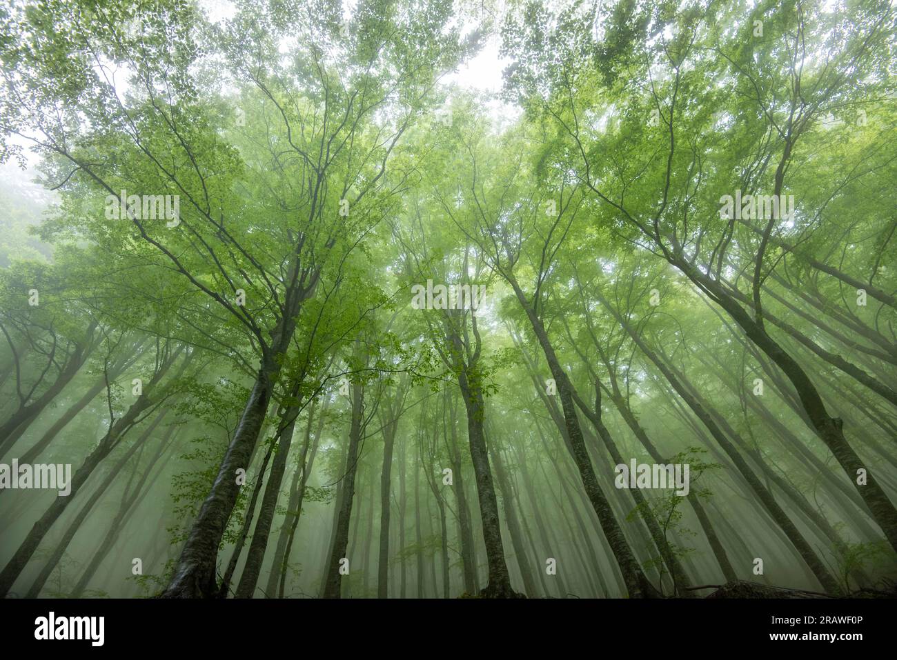 Nebelwald im Maiella-Nationalpark - Italien Stockfoto