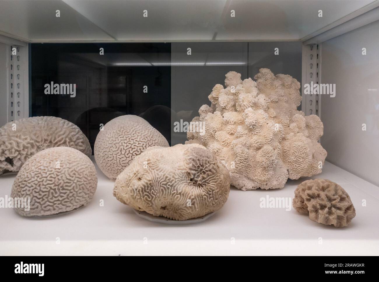 Das Gilder Center im American Museum of Natural History im oberen Westen von Manhattan NYC Stockfoto