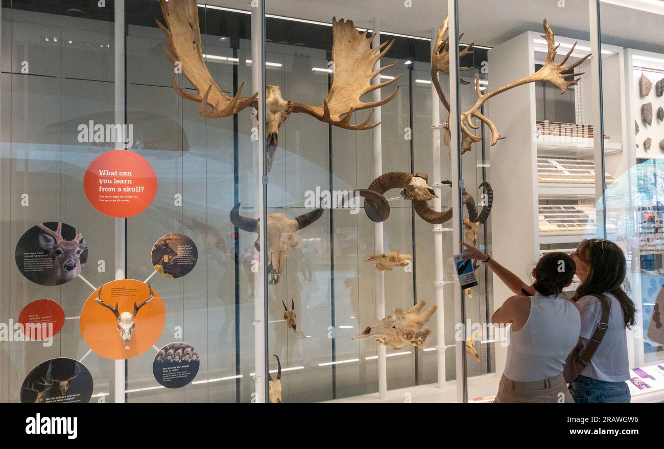 Das Gilder Center im American Museum of Natural History im oberen Westen von Manhattan NYC Stockfoto