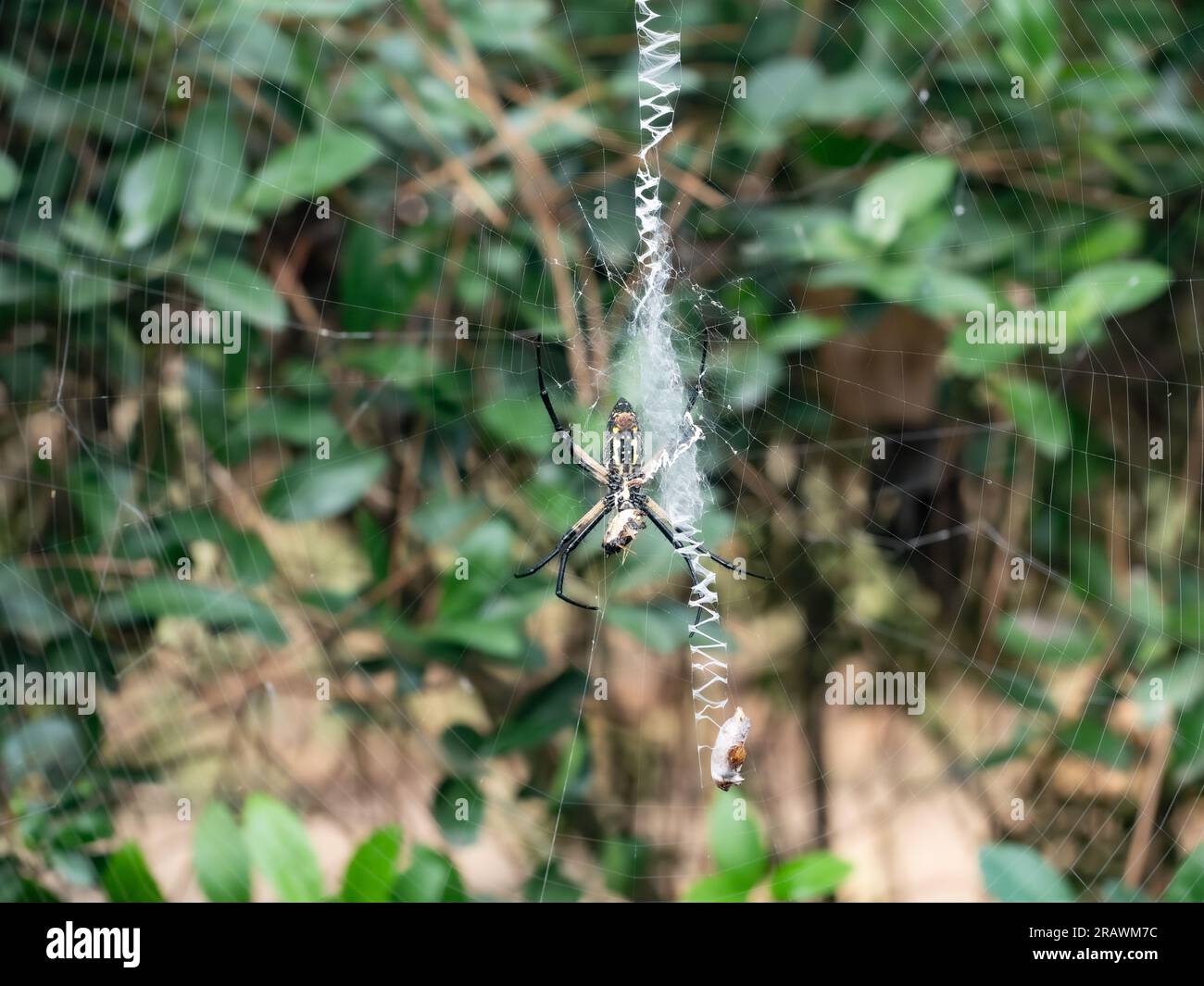 Die Unterseite oder ventrale Seite einer Argiope Aurantia oder einer schwarz-gelben Gartenspinne, die ihre Beute mit einem anderen Insekt isst, das in Spinnenseide immobilisiert ist. Stockfoto