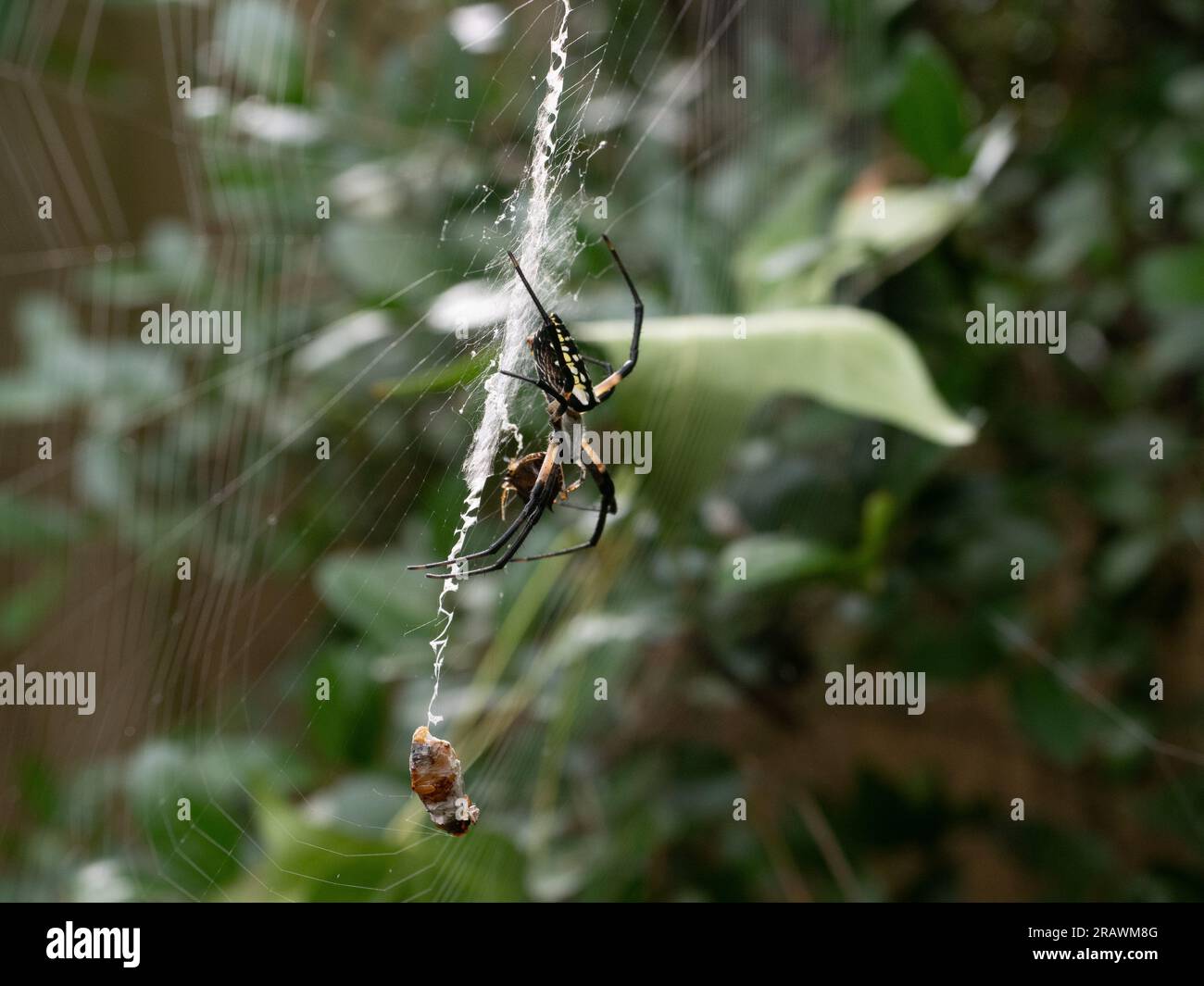 Argiope Aurantia oder schwarz-gelbe Gartenspinne im Profil fotografiert mit unbeweglicher Beute, die in Spinnenseide eingewickelt ist. Stockfoto