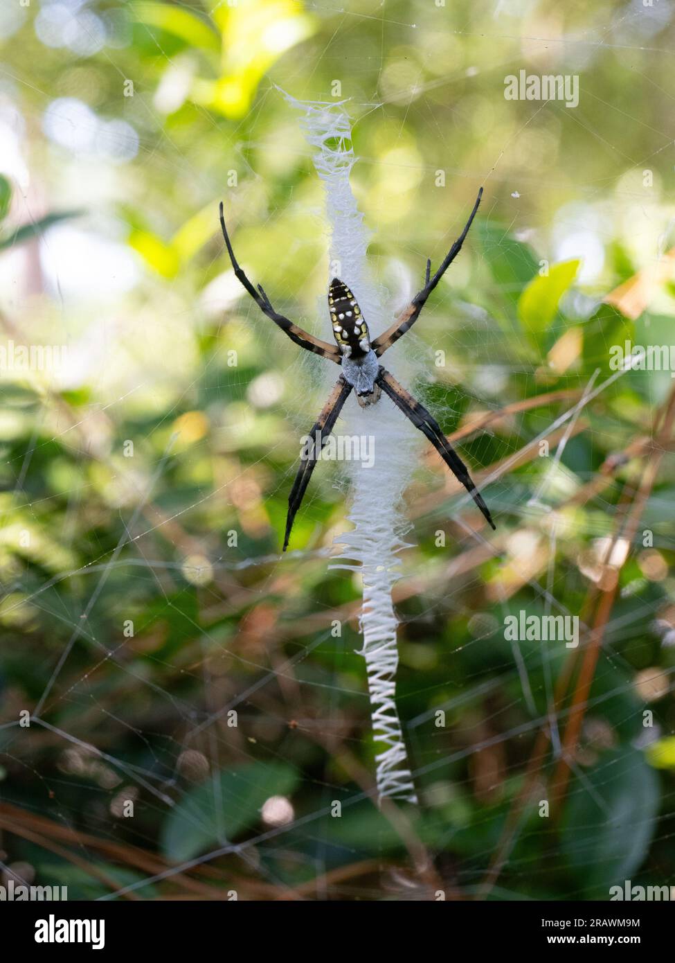 Nahaufnahme einer Argiope-Aurantia oder einer schwarz-gelben Gartenspinne im Zickzacknetz. Fotografiert mit geringer Tiefenschärfe in Texas. Stockfoto