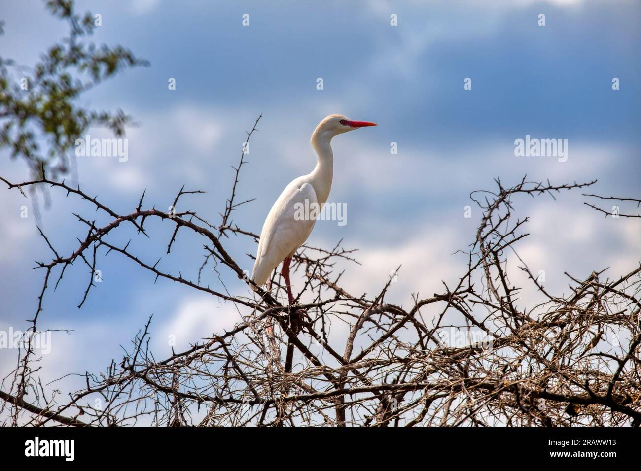 Großer, weißer, tropischer Reiher auf einem trockenen Baum vor dem blauen Himmel Stockfoto