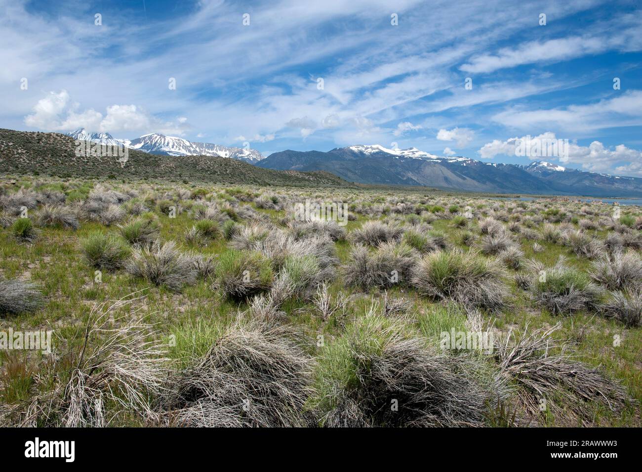 Landschaft mit Grasland und Bergen der Sierra Nevada in der Nähe von Mono Lake, Kalifornien Stockfoto