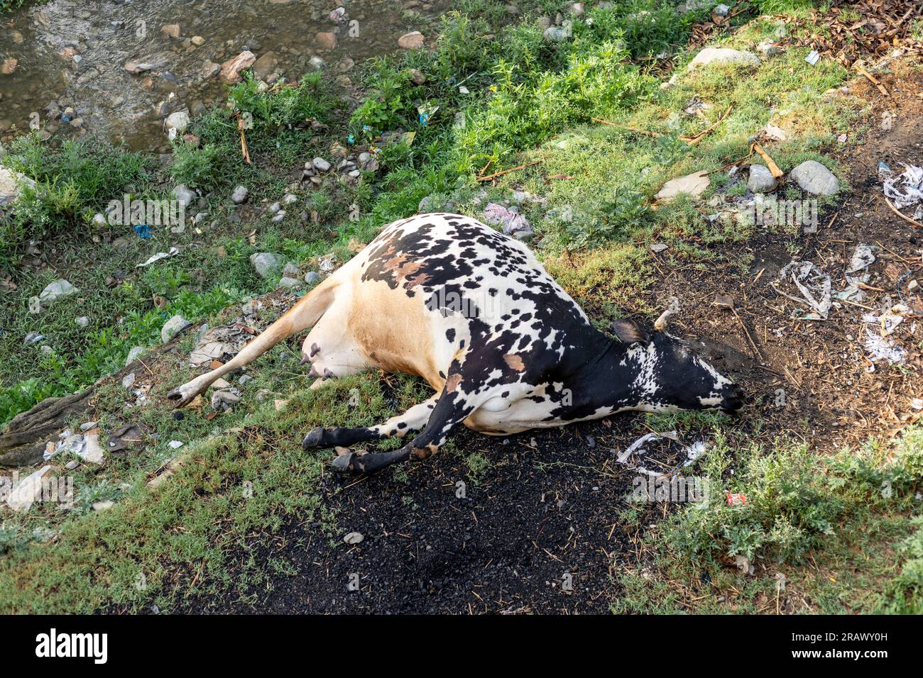 Eine tote Kuh liegt am Flussufer. Draufsicht Stockfoto