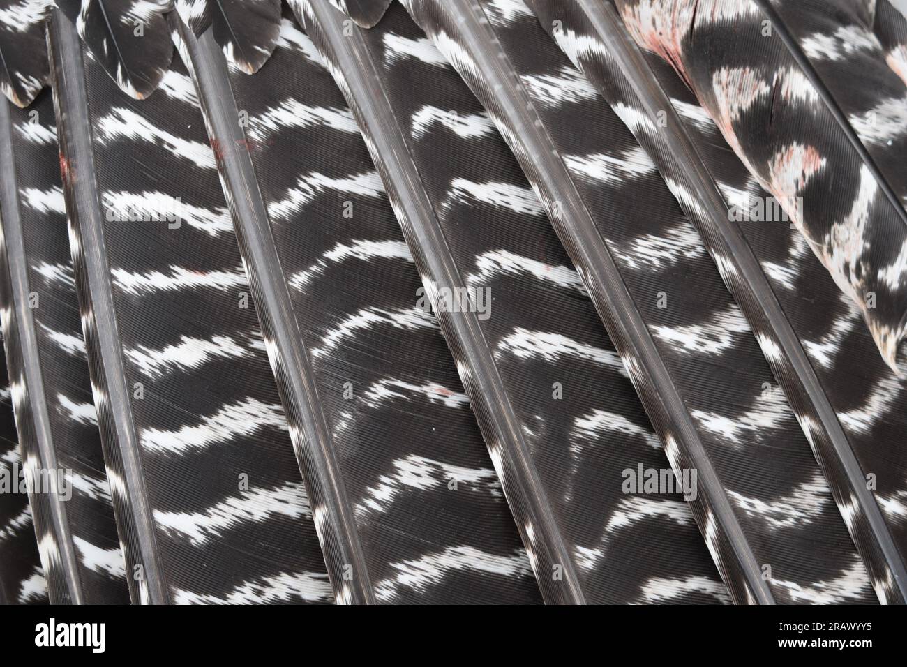 Nahaufnahme der Federn an einem östlichen wilden Truthahn, Meleagris gallopavo silvestris. Stockfoto