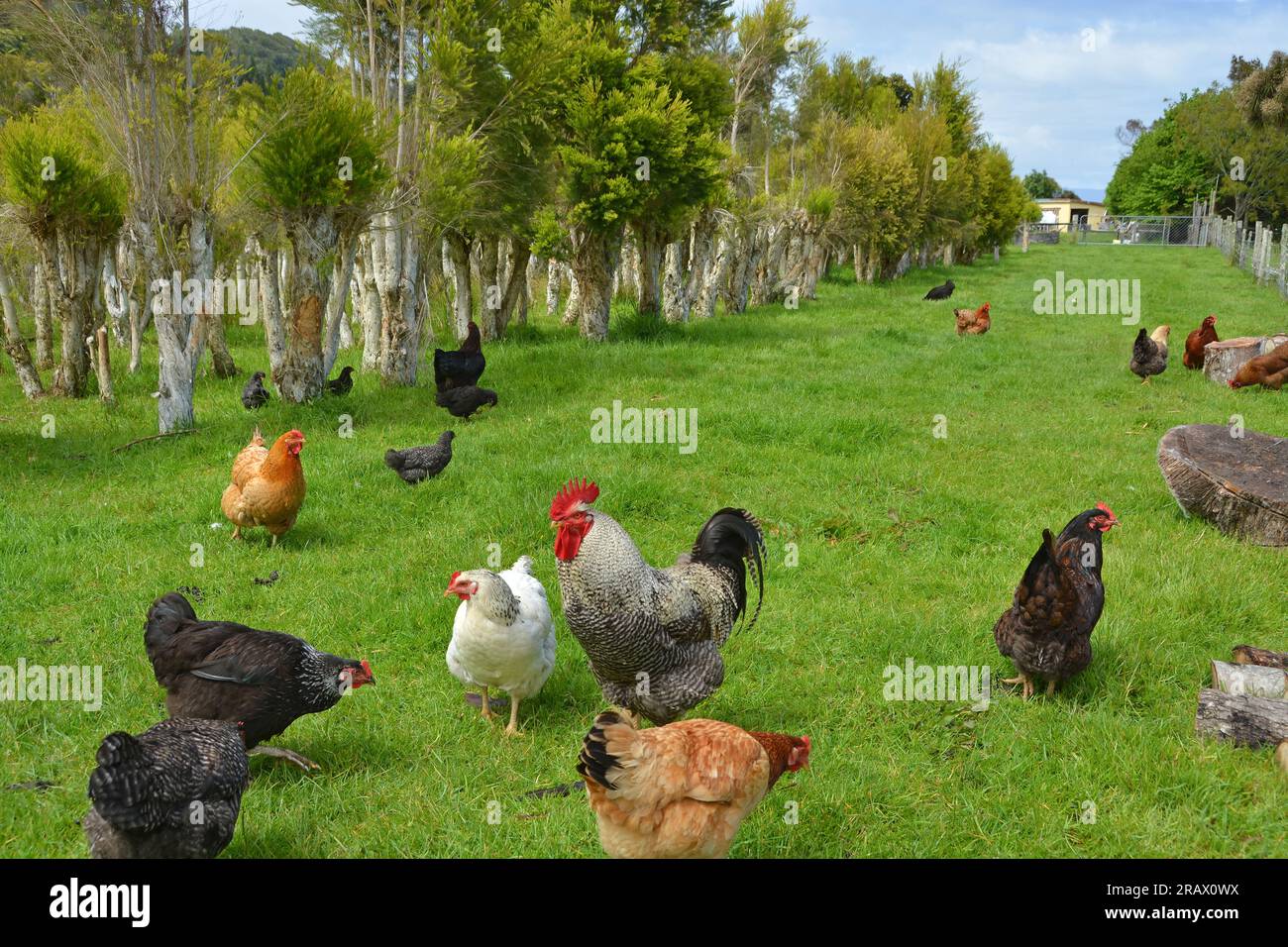 Hühner auf einer Plantage mit Bio-Teebäumen, Karamea, Neuseeland. Teebaumöl ist ein natürliches Antimykotikum und Antioxidans, das die Heilung verbessert, Hand Stockfoto