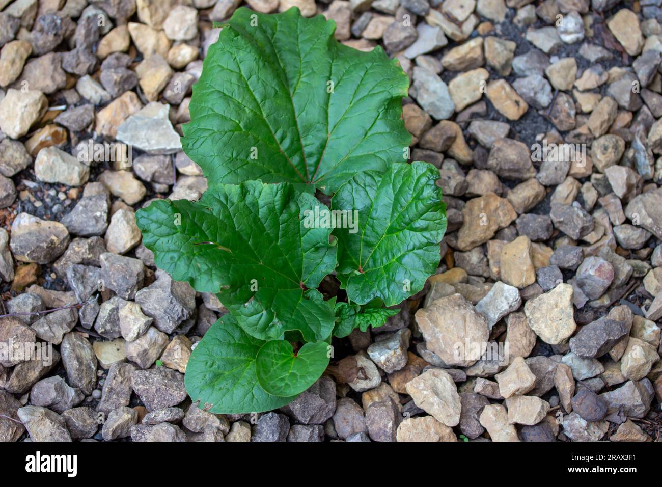 Makroabstrakte Darstellung einer mit Steinmulch gepflanzten jungen Rhabarberpflanze (Rheum) Stockfoto