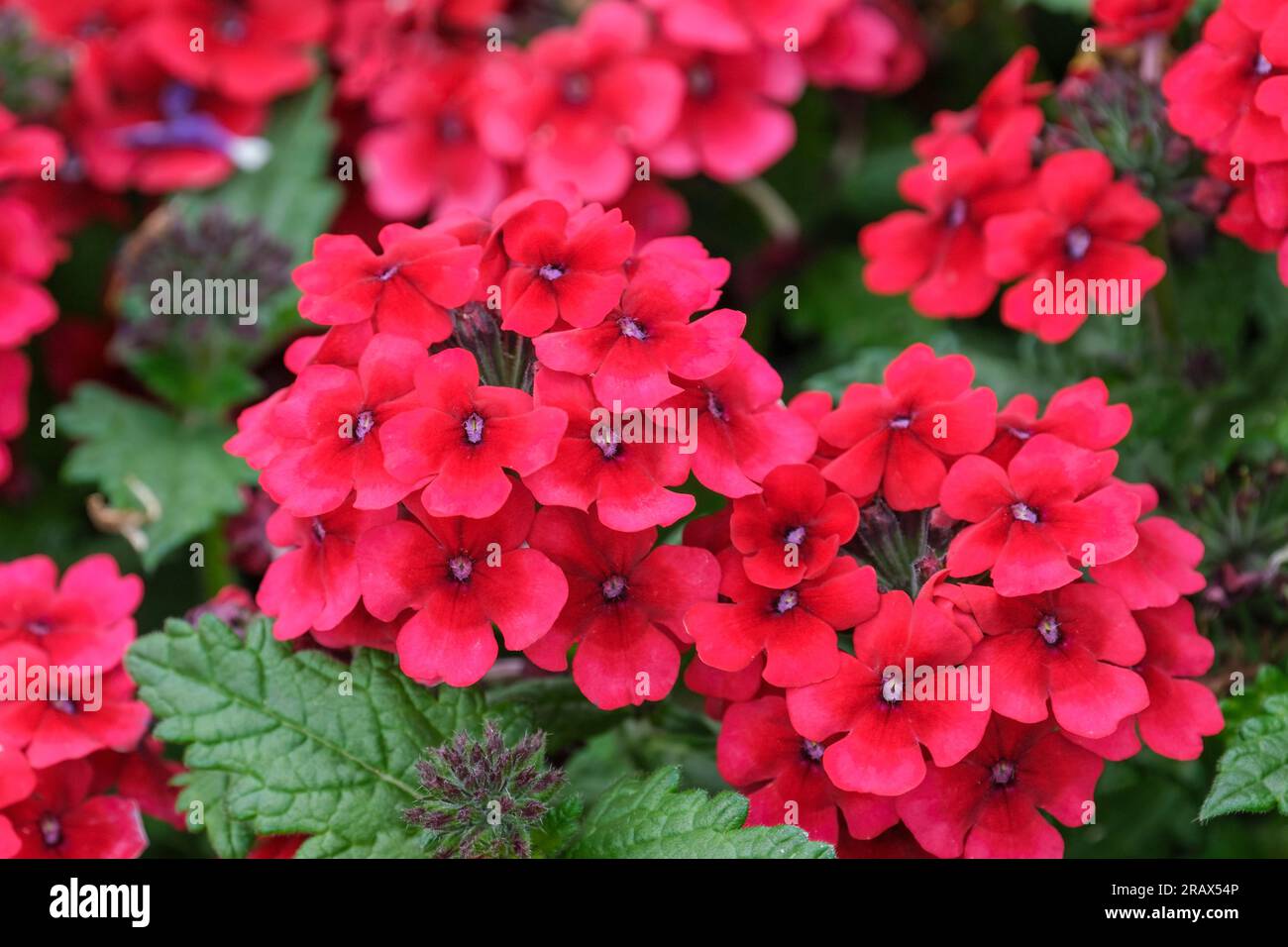 Verbena Showboat Crimson Velvet, Verbena hybrida, ganzjährig, tiefrote Blumen Stockfoto