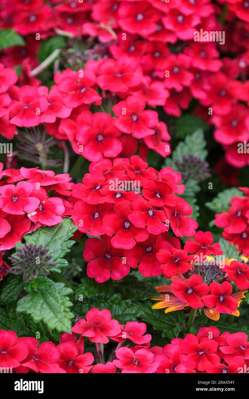 Verbena Showboat Crimson Velvet, Verbena hybrida, ganzjährig, tiefrote Blumen Stockfoto
