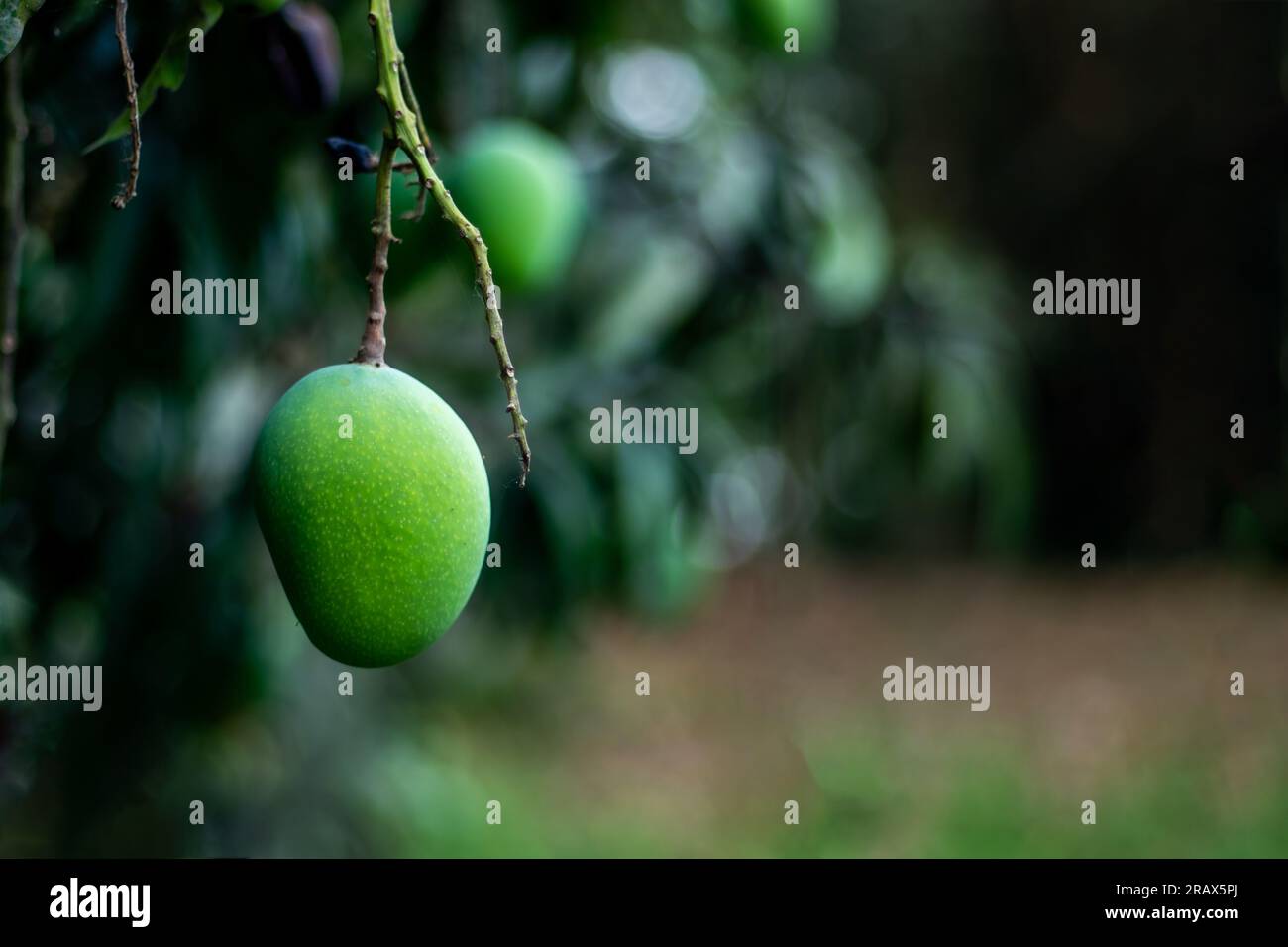 Die rohen Mangofrüchte haben einen reichen Geschmack und Aroma. Sour Green Mangos sind mittelgrün bis dunkelgrün und sehr hart. Grüne Mangos sind junge unreife Mangos Stockfoto