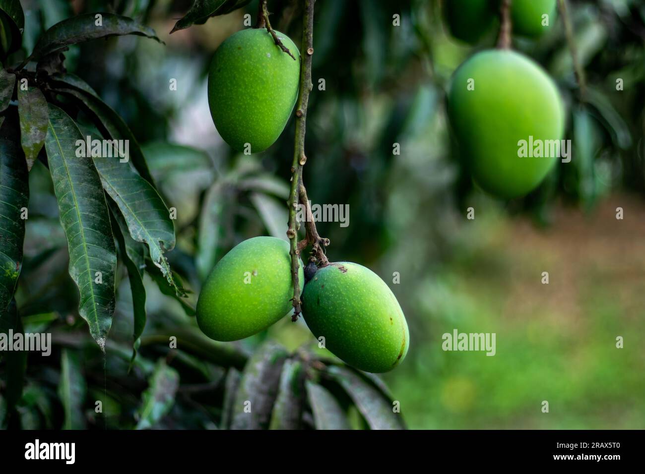 Grüne Mangos sind junge unreife Mangos. Die rohe Mangofrucht hat einen reichen Geschmack und ein Aroma, das Gedanken an schwüle Brise und sonniges Klima weckt Stockfoto