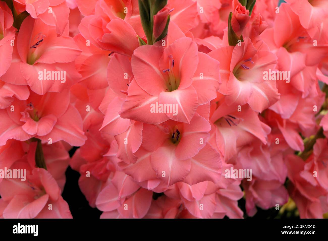 BBC Gardens Birmingham UK 2023, Stockfoto
