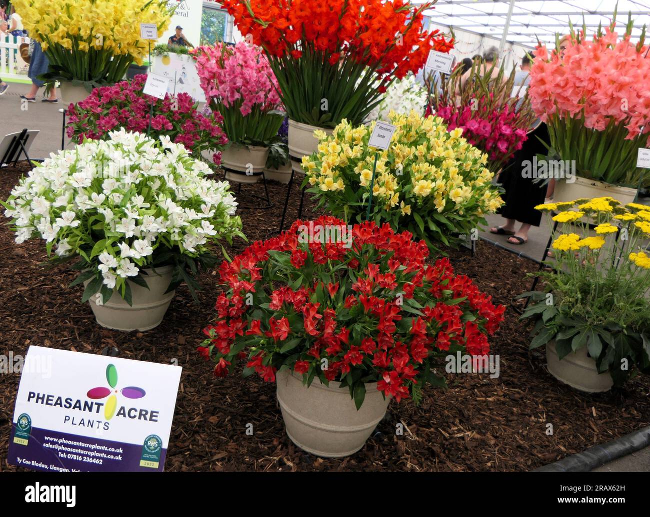 BBC Gardens Birmingham UK 2023, Stockfoto
