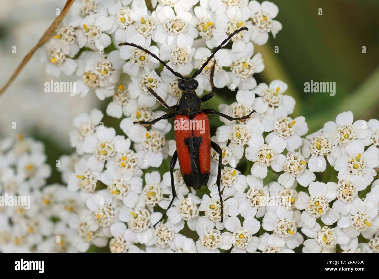 Natürliche Nahaufnahme auf einem Herzen Longhorn Käfer, Stictolpetura cordigera auf einer weißen Achillea millefolium Blume, Achillea millefolium Stockfoto