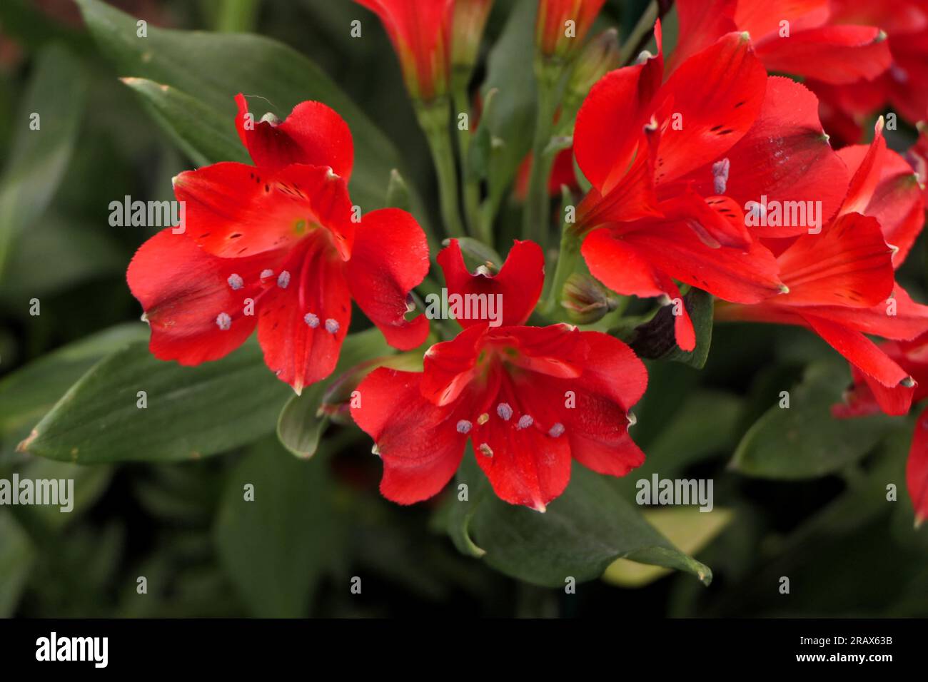 BBC Gardens Birmingham UK 2023, Stockfoto