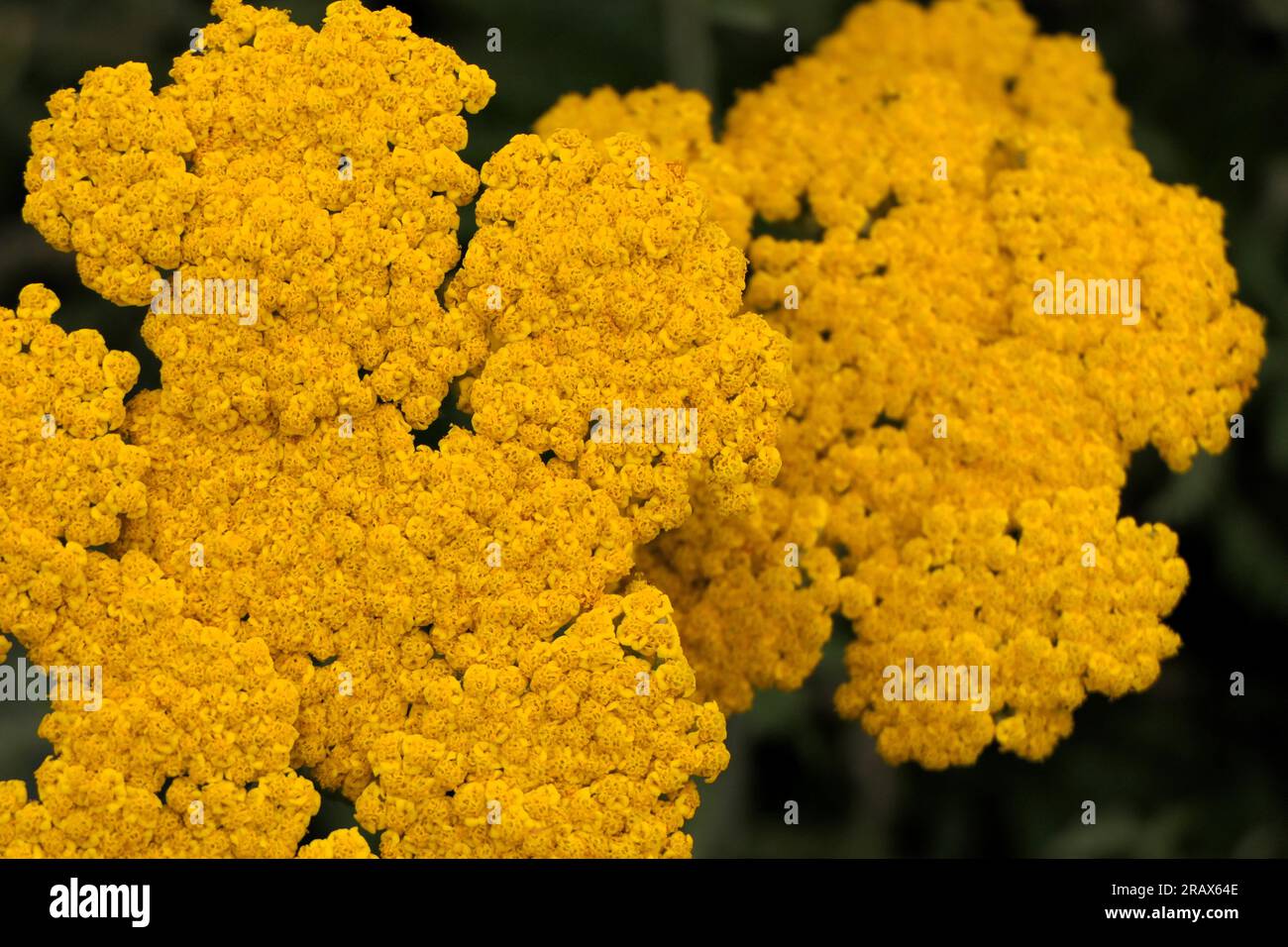 BBC Gardens Birmingham UK 2023, Stockfoto