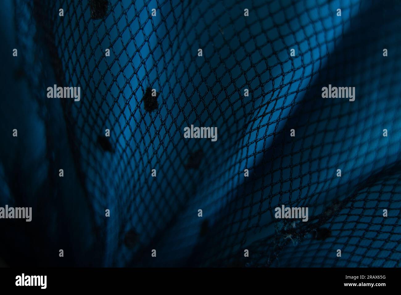 Schwarzes Netzgewebe in kleinen Erbsen auf blauem Hintergrund, das als Makrofoto im Hintergrund verknittert ist Stockfoto