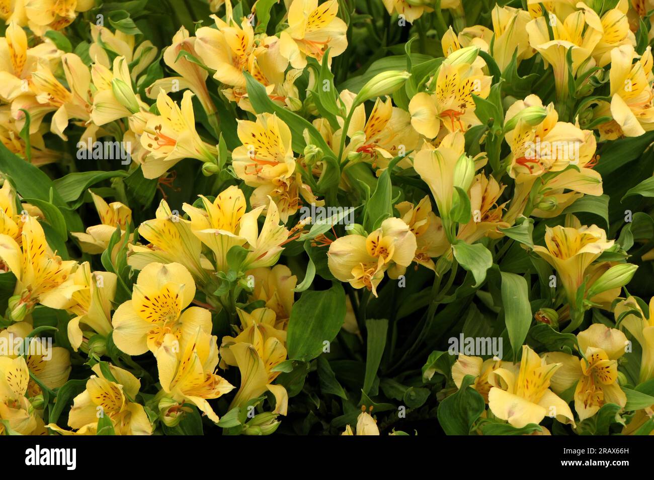 BBC Gardens Birmingham UK 2023, Stockfoto