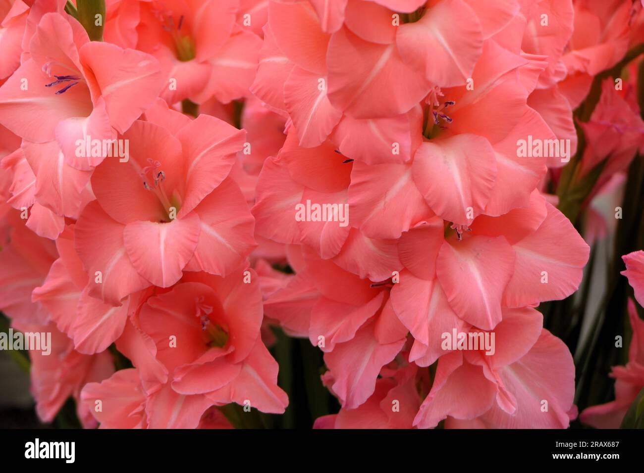BBC Gardens Birmingham UK 2023, Stockfoto