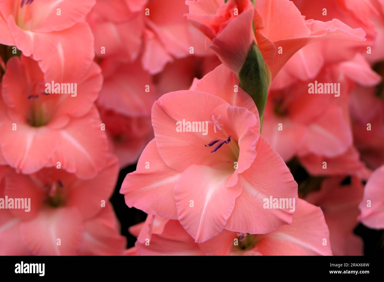 BBC Gardens Birmingham UK 2023, Stockfoto
