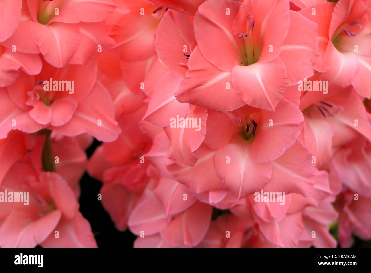 BBC Gardens Birmingham UK 2023, Stockfoto
