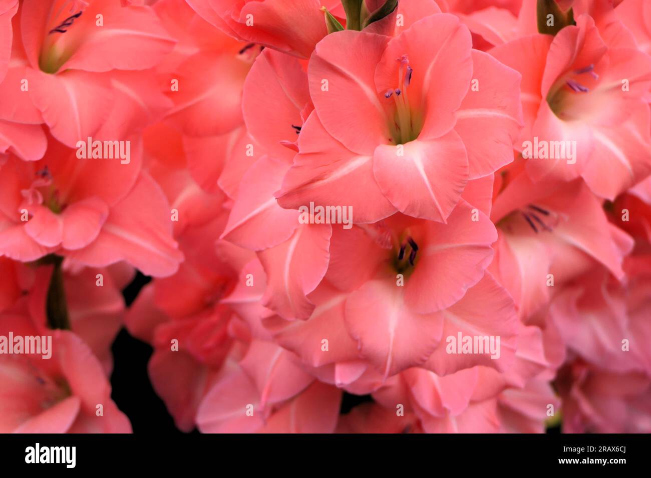 BBC Gardens Birmingham UK 2023, Stockfoto