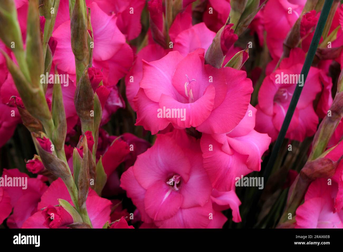 BBC Gardens Birmingham UK 2023, Stockfoto