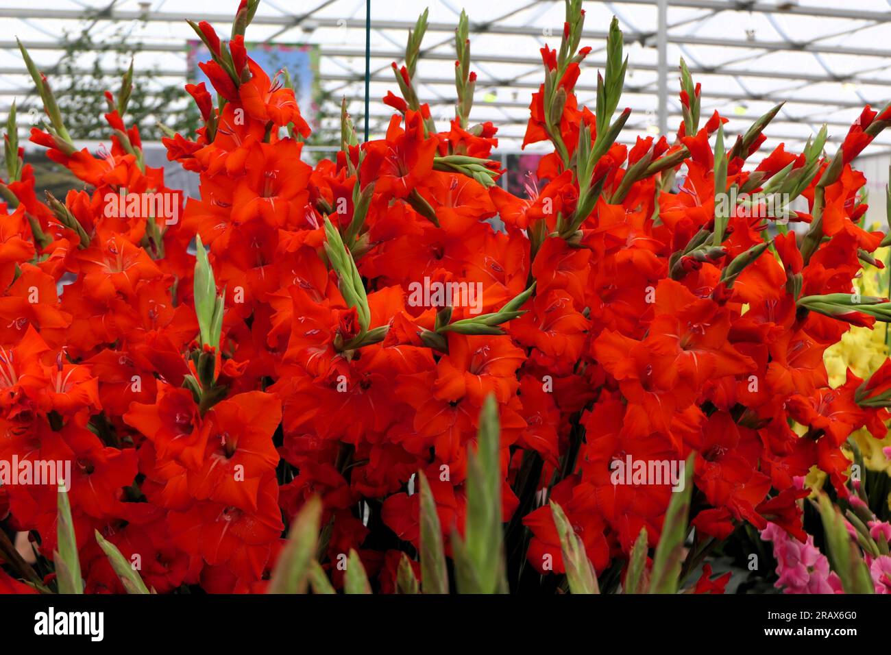 BBC Gardens Birmingham UK 2023, Stockfoto