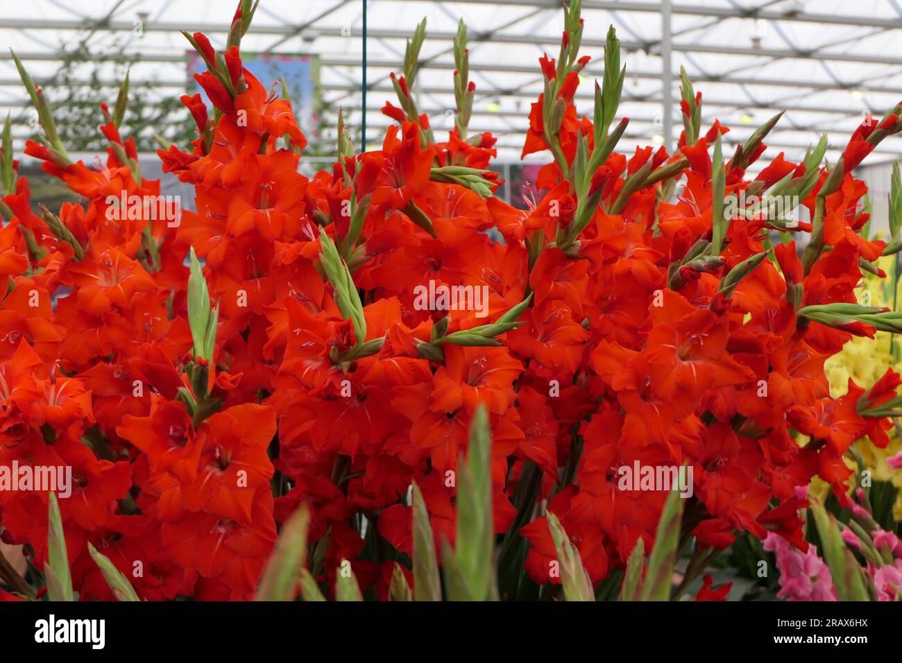 BBC Gardens Birmingham UK 2023, Stockfoto