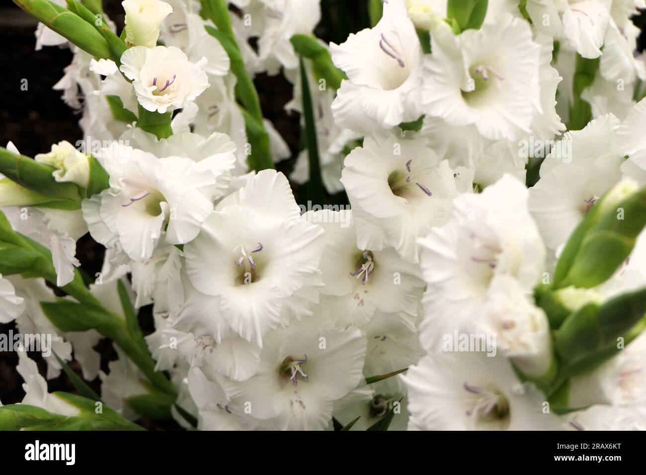 BBC Gardens Birmingham UK 2023, Stockfoto
