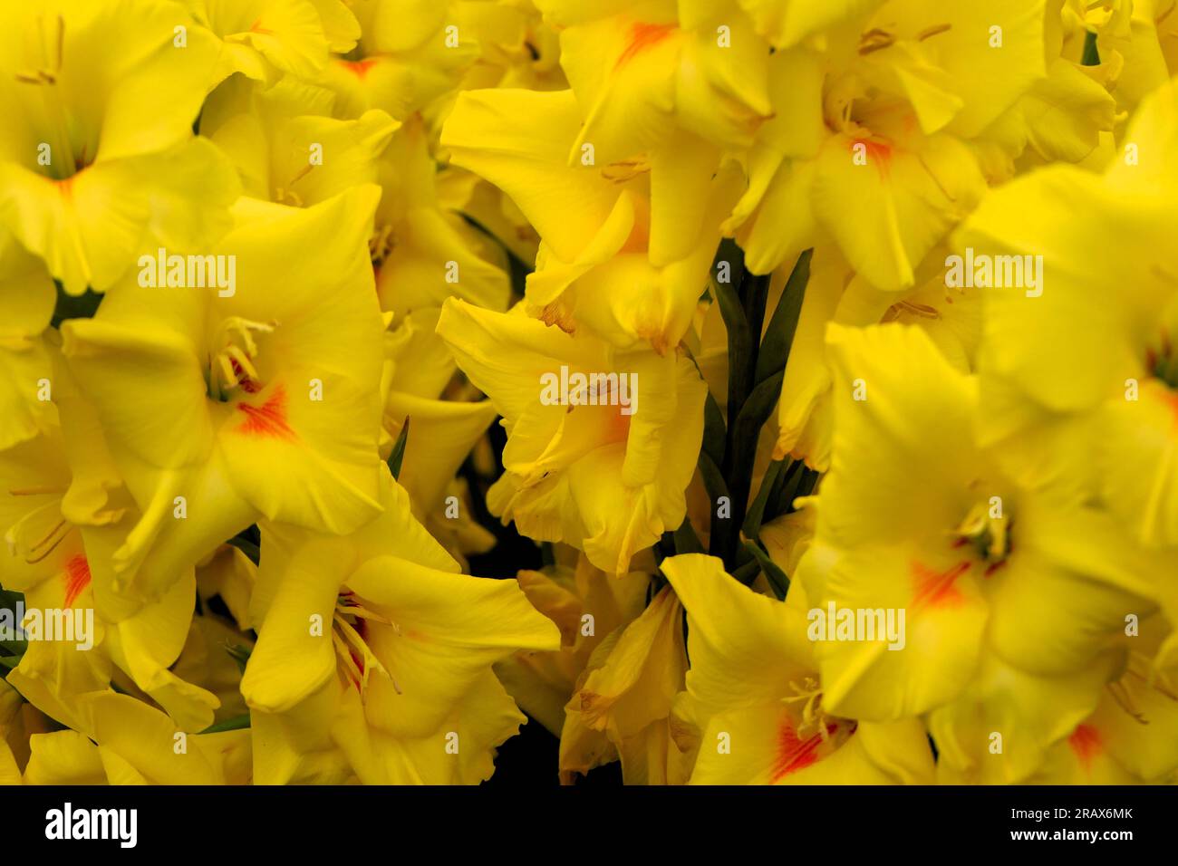 BBC Gardens Birmingham UK 2023, Stockfoto