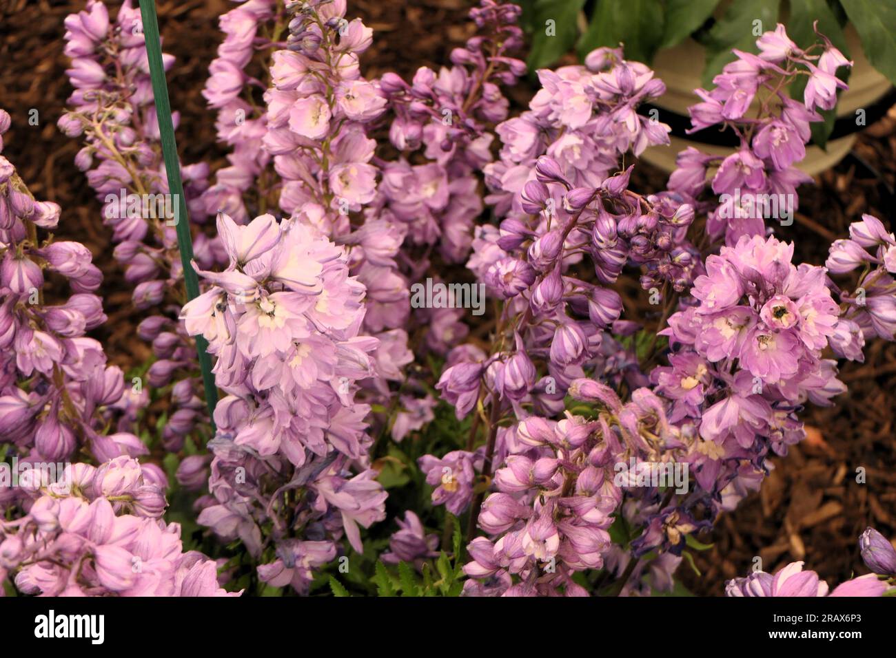 BBC Gardens Birmingham UK 2023, Stockfoto