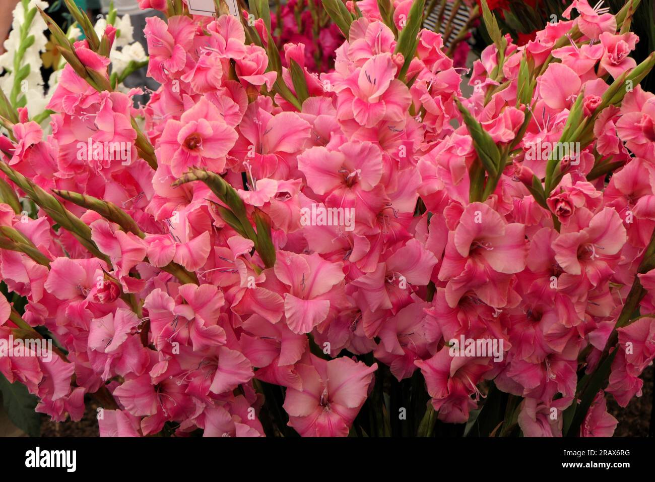 BBC Gardens Birmingham UK 2023, Stockfoto